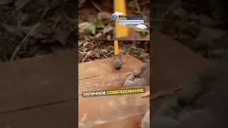 Типичное собеседование в компанию... #бизнес #стартап #юмор