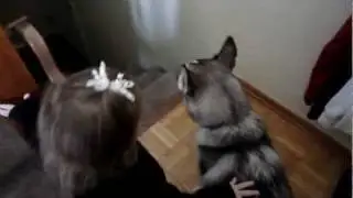 Husky gotta stay home :(