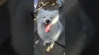 What a #SuperFloofInHeaven Looks Like