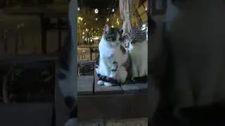 CAT from Jerusalem street cats 