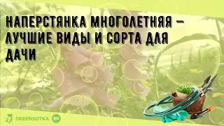 Наперстянка многолетняя — лучшие виды и сорта для дачи