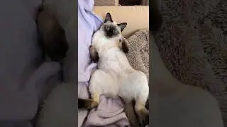 Тайская кошка 