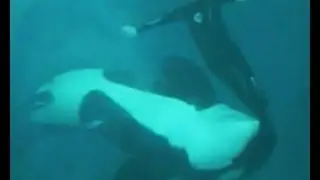 Kasatka the Orca Attacks Trainer Kenneth Peters (2006)