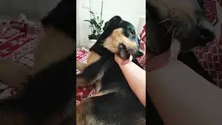 Дикуша в приюте, дома - сладкий пирожок 