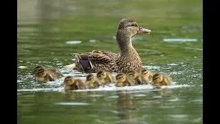 Устьянская вода