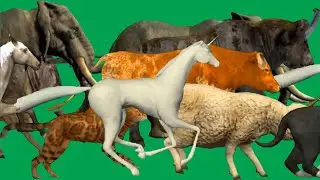 Animals  Stampede Running Green Screen Best HD  Green Screen Video