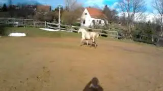 Trotting