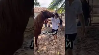 How a horse bites 