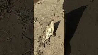 На рыбалке первый карась 195 грамм 