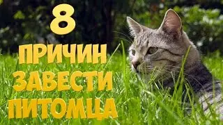 8 ПРИЧИН ЗАВЕСТИ ПИТОМЦА [ENOT SHOW]