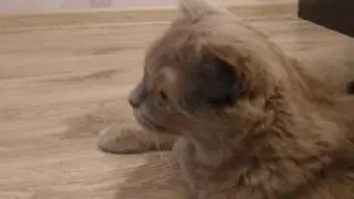 Ксюша с котятами играются малыши кошка кошка и котята