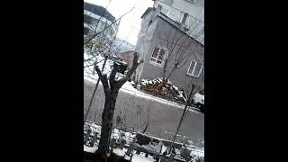 Kar yağışı