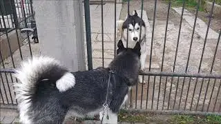 Alaskan Malamute once again visits a Siberian Husky