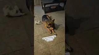 Freya is loving her little treat! 