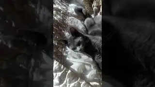 😎КОГДА  НИБУДЬ НАВЕРНЯКА , ПОДНИМЕТ ДЕТСКАЯ РУКА- МОИ ГОДА, МОЕ БОГАТСТВО