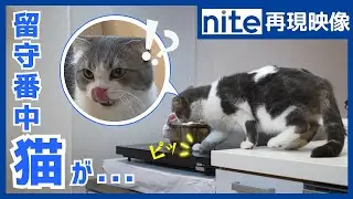 【nite-ps】IH調理器「3.スイッチを押す猫」
