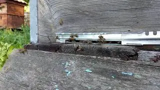 Пчелы работают | the work of bees