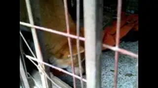 Chinese Factory Dogs 2