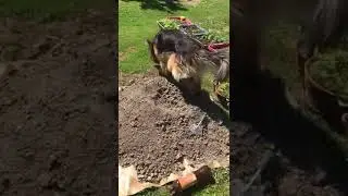 Кайн