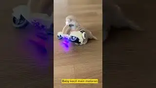 Baby cat lucu banget naik motor#shorts #kucing #kucinglucu