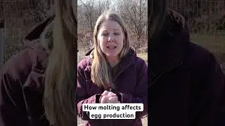 How Molting Affects Your Hen’s Egg Production