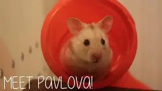 MEET PAVLOVA!