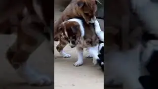 Dogg fighting