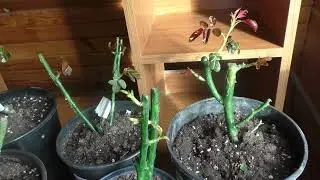 Розарий на подоконнике. Розы через две недели после посадки в горшки