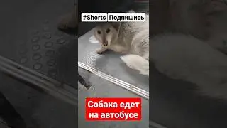 Собака едет на автобусе/