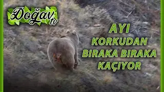 Ahmet ESMER - AYI KORKUDAN BIRAKA BIRAKA KAÇIYOR 😀