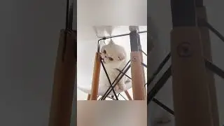 Слишком умный для этого мира