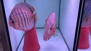 Some new red turquoise breeding pairs August 2021