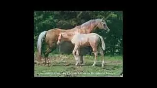 Welsh Section B Ponies