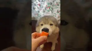 А что любят ваши собаки ?
