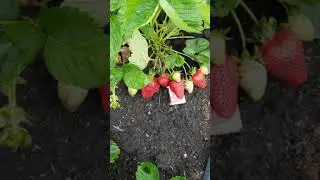 клубника сорт Востог
