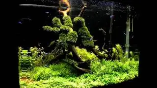 My aquarium in 11.08.2011 by Bitanu