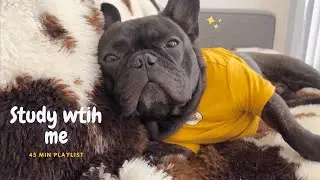 45 Minutes Study with a French Bulldog | Relaxing Lofi | Dog Snoring, Chewing sound