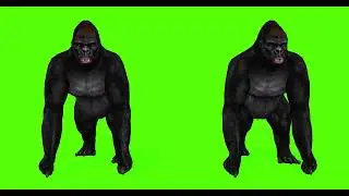 AFRICAN GORILLA #1  || GREEN SCREEN || 4k || ANIMATION  || FREE 3D