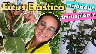 ARBOLES en Interior | Ficcus Elastica Sus Cuidados