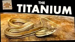 Morph Spotlight | TITANIUM Retics!