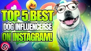 TOP 5 BEST DOG INFLUENCERSE ON INSTAGRAM!