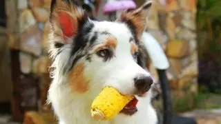 All About Australian Shepherds PT. 2