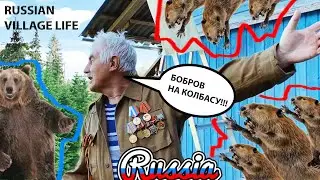 BEAVERS IN RUSSIA. Russian Village