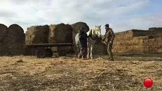 Вопрос , ответ стоит ли экономить корм зимой на коровах