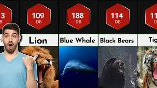 comparison: Do you know which are the loudest animals?