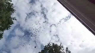 24.08.2024г.Утренний гон.