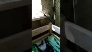 Оса у меня в доме