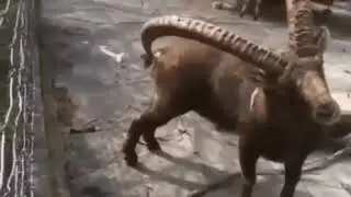 Олина попа