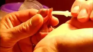 Feeding a newborn squirrel