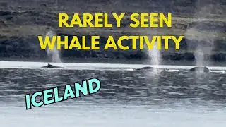 Iceland’s Humpback Whales Are Out of Control